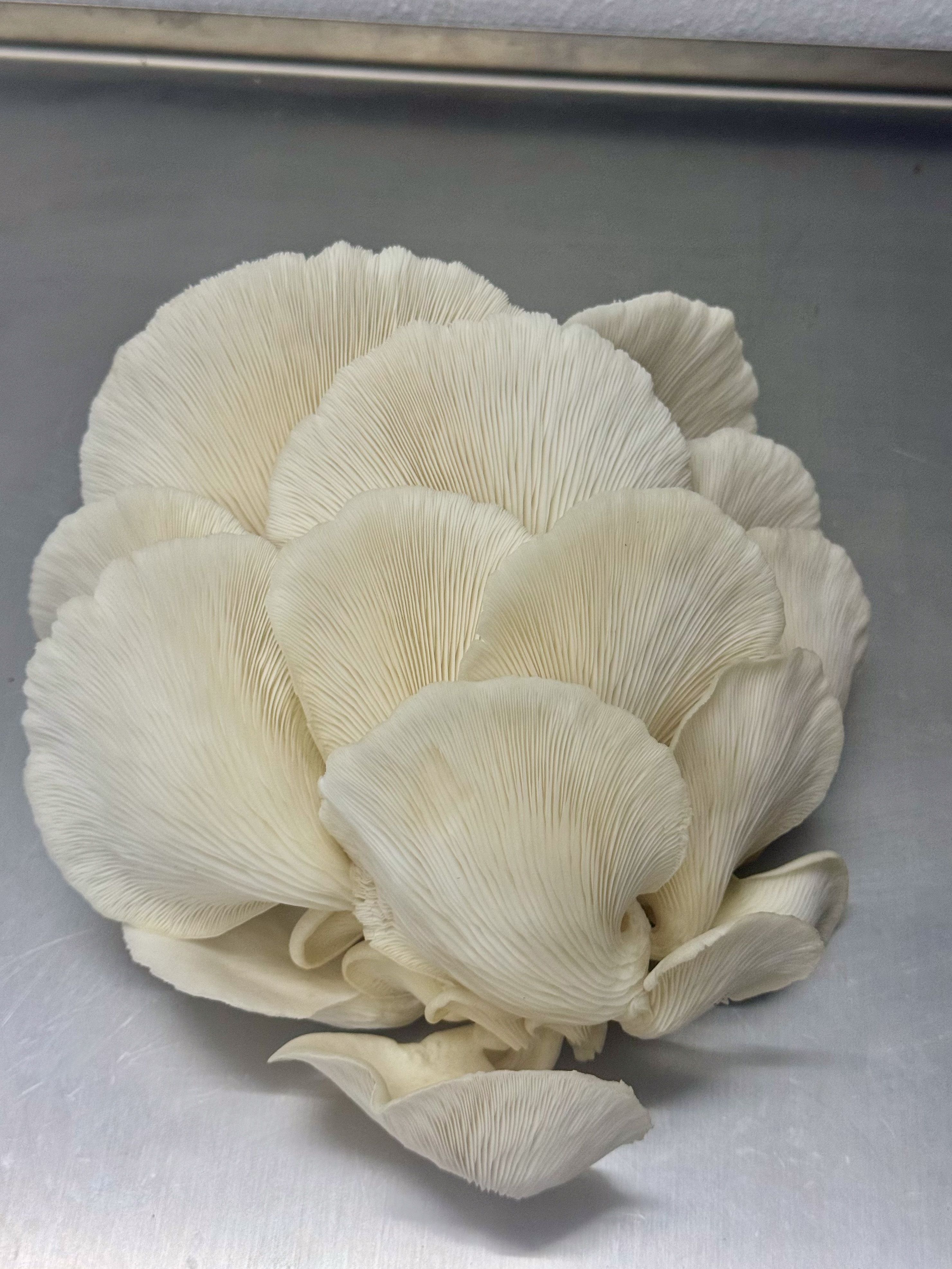 Fresh Elm Oyster mushroom photographed on stainless steel after harvest.