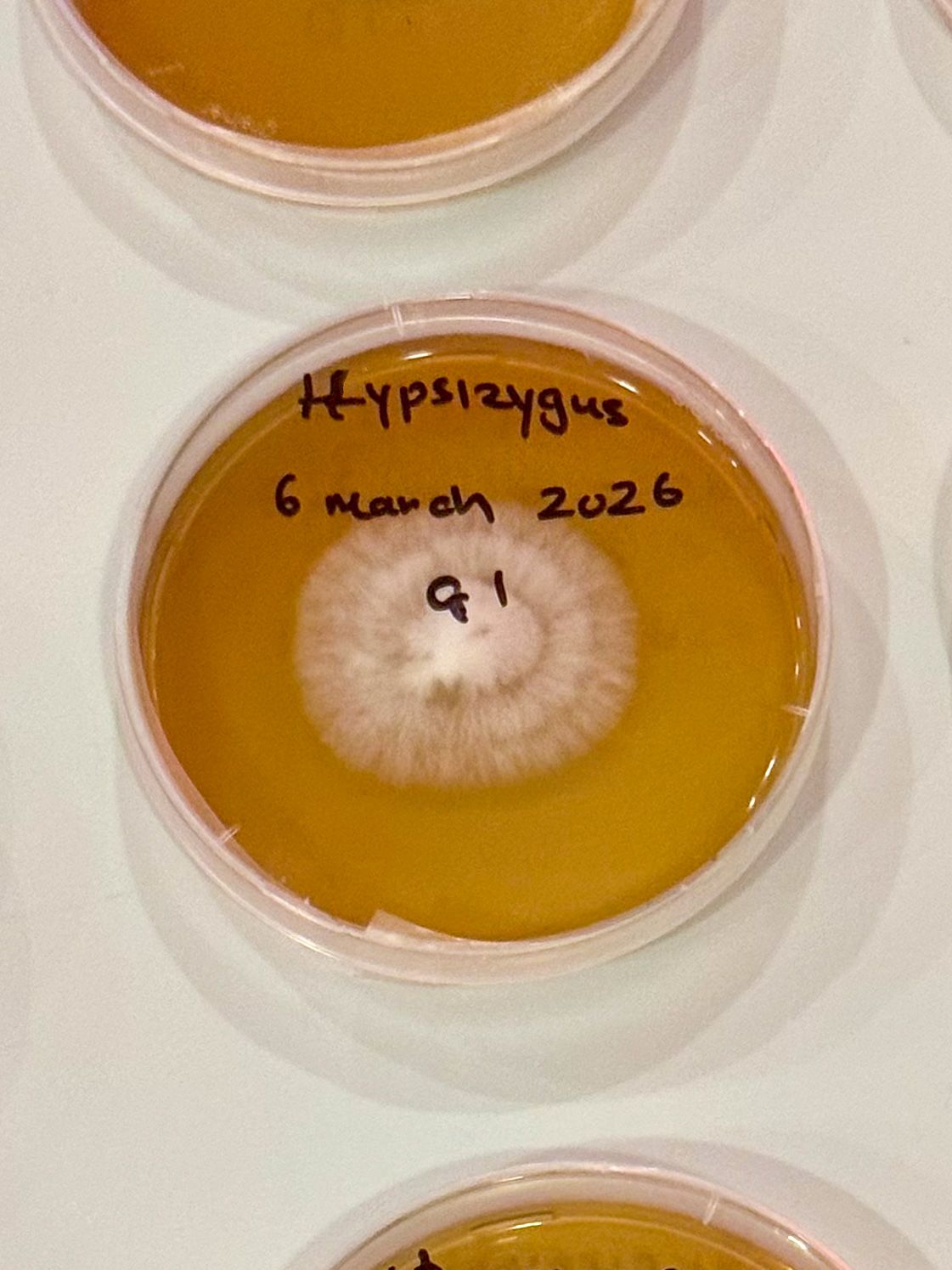 Elm Oyster culture work in a petri dish.