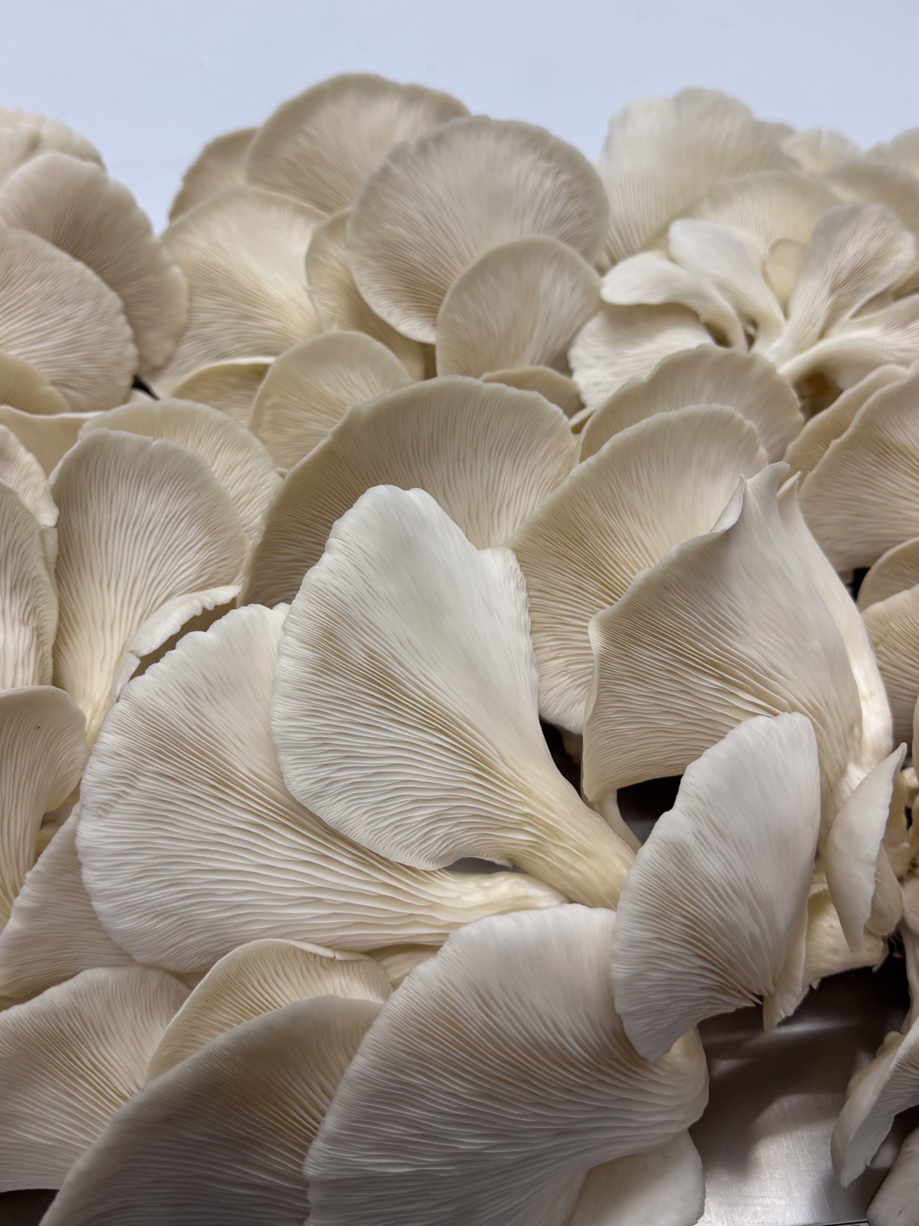 Angled close-up of Elm Oyster cap and gill structure.