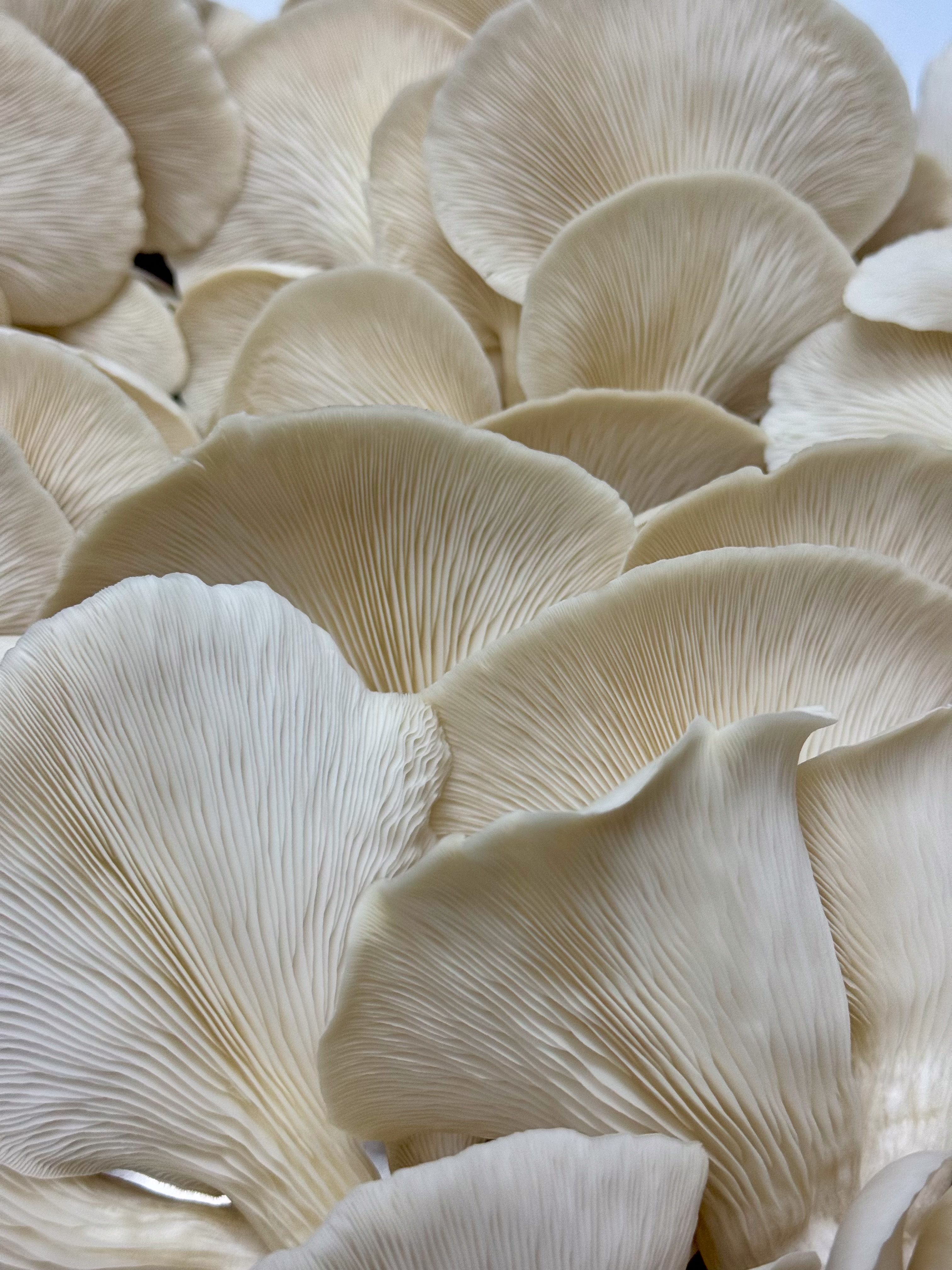 Close-up of Elm Oyster gill texture.