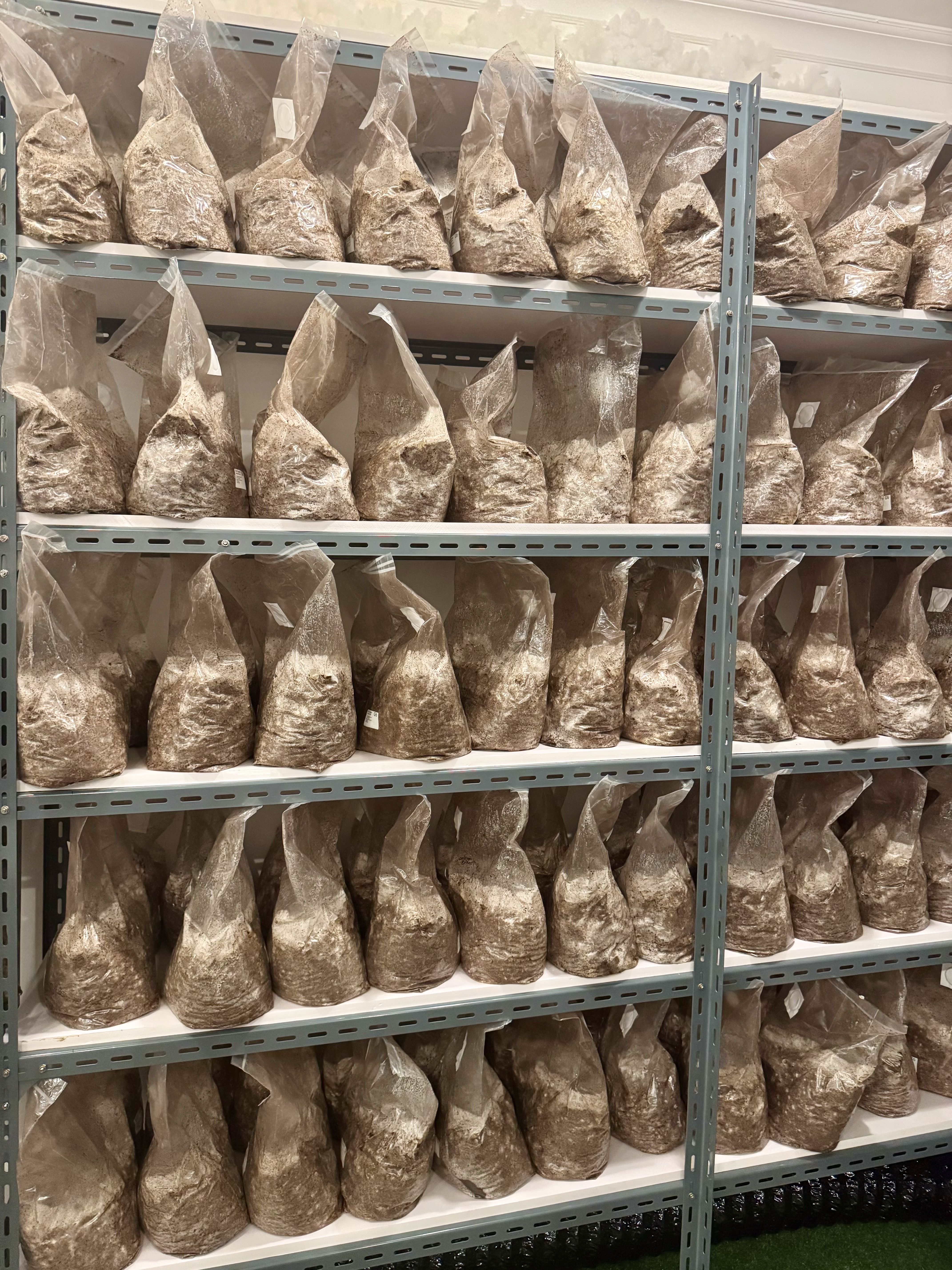 Incubator racks in the Sanpyon cultivation space.
