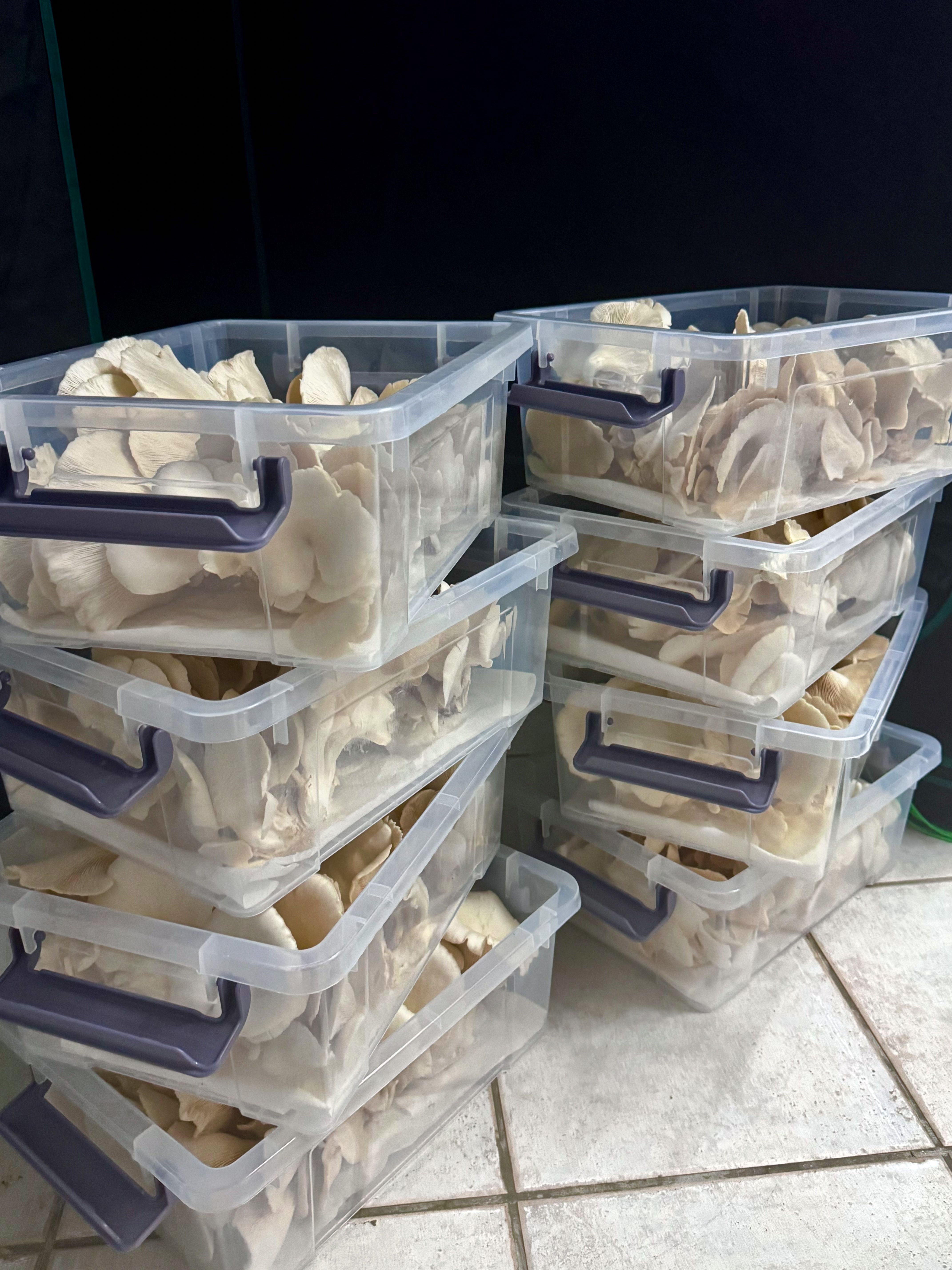 Stacks of harvested Elm Oyster mushrooms grouped after harvest.