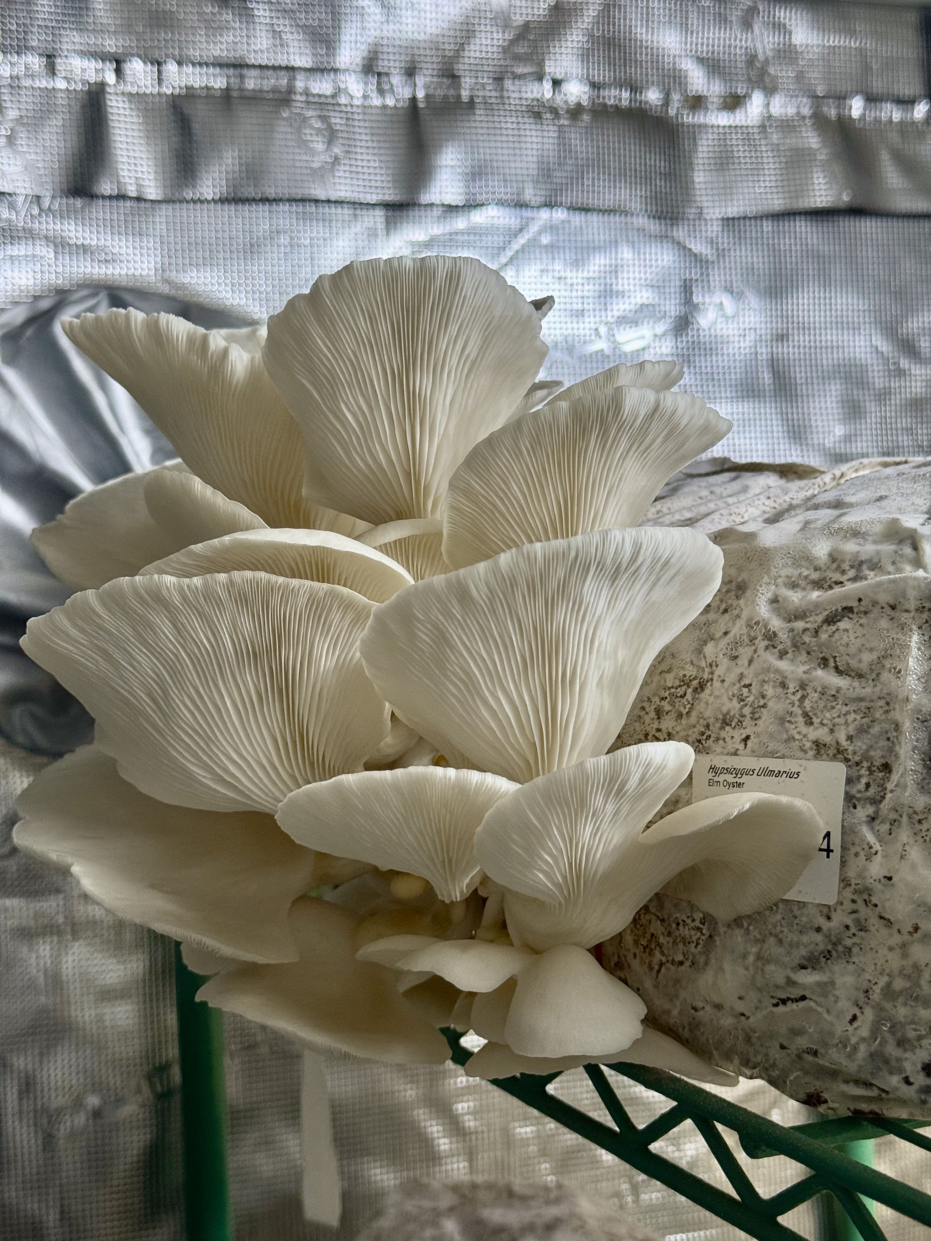 Elm Oyster fruiting from a cultivation bag in the growing space.